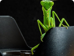 Fewer-bug-detects